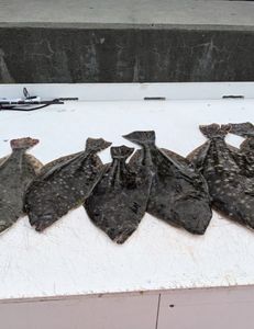 Three fish caught during a fishing trip
