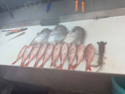 Fishing adventure with 7 unspecified fish