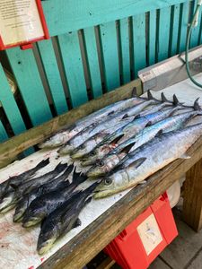 3 king mackerel fish caught while fishing in SC