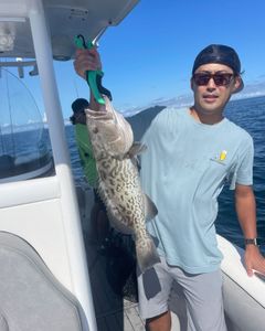 Gag grouper fish caught while fishing
