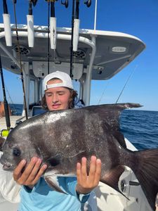 Grey triggerfish, 27 inches, fishing