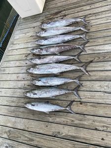 Eight King Mackerel and Wahoo Fish caught while fishing in SC