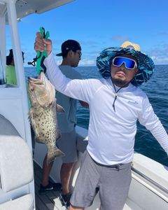 Gag grouper, 36-inch fish caught while fishing