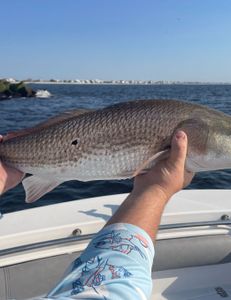 Redfish caught while fishing