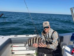 Sheepshead fish caught while fishing