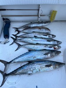 Three great barracuda fish in Murrells Inlet