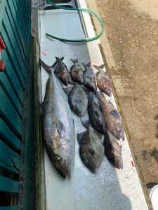 Three Longfin Yellowtail fish swimming in the water in SC.