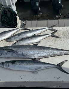 Three Spanish Mackerel and King Mackerel fish in an unknown location