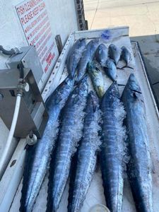 Two fish caught in South Carolina