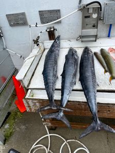 Four wahoo fish caught in the waters of Murrells Inlet, a popular fishing destination.