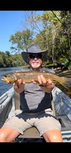 White River, full of trout bites