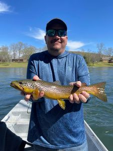 Great day chasing Brown Trout