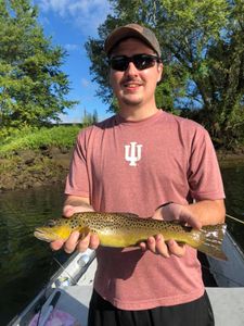 Brown Trout from White River