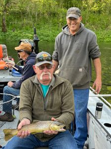 A stunning sea trout caught in Cotter while fishing