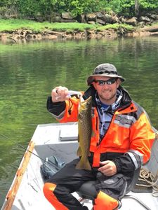 A single sea trout fish caught at Cotter