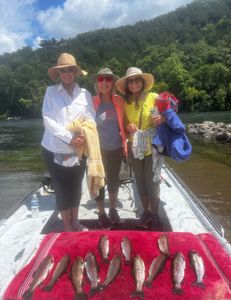 7 rainbow trout caught while fishing in AR