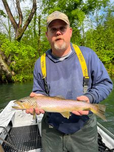 Photograph of a single sea trout caught while fishing in Cotter