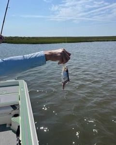 Sharks stealing trout