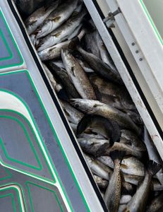 4 spotted weakfish caught while fishing in LA