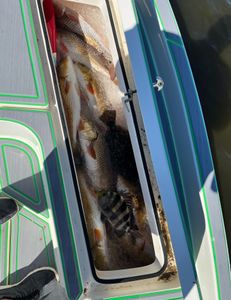 Box full of reds in Delacroix, Louisiana