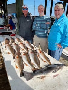5 black drum and redfish caught while fishing in St Bernard