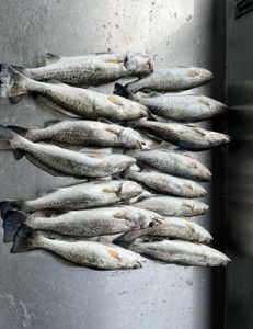 11 spotted weakfish caught while fishing in LA