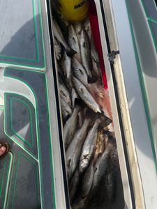 Three spotted weakfish caught while fishing in St Bernard