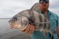 A single black drum fish caught in LA
