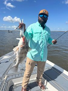 One black drum fish caught in LA