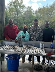 A single black drum fish caught by four people at St Bernard