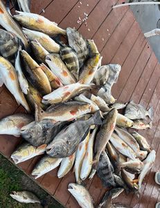 Redfish and Black Drum caught while fishing in LA
