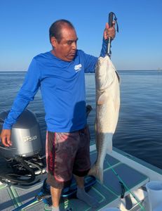 Bull Red in Biloxi Marsh, Louisiana