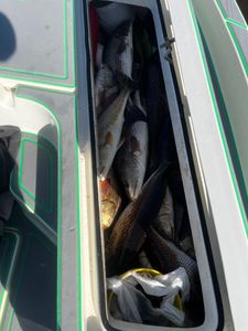 Fishing adventure in LA