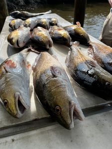 3 fish caught while fishing in LA
