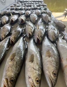 4 fish caught while fishing in St Bernard
