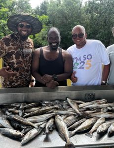 Four spotted weakfish and rainbow trout caught in St Bernard