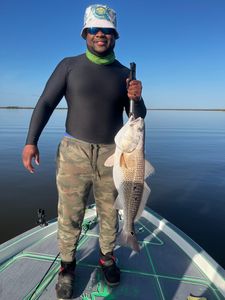 Redfish caught in St Bernard