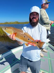 Redfish caught by two anglers in St Bernard