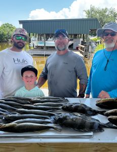 Three sheepshead fish being caught during a fishing trip in LA.