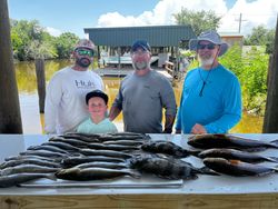 A photo of 3 sheepshead fish caught in LA