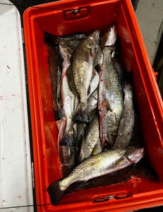 4 spotted weakfish caught while fishing in St Bernard