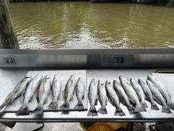 10 spotted weakfish caught fishing in St Bernard