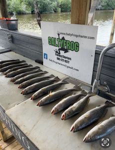 Spotted Weakfish caught fishing in LA