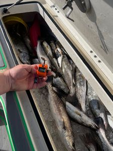 Three spotted weakfish caught fishing in LA