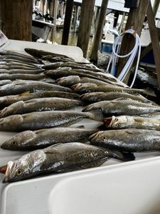Four spotted weakfish caught in LA