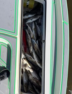 Five spotted weakfish caught while fishing in St Bernard