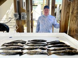 Spotted Weakfish caught in St Bernard