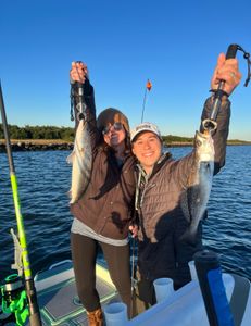 Two spotted weakfish, a great catch in St. Bernard
