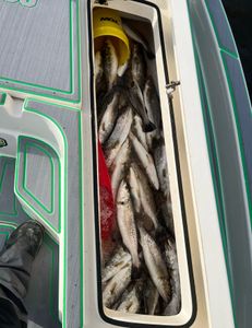 5 spotted weakfish caught at St Bernard