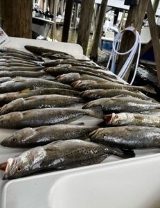 Four spotted weakfish caught fishing in St Bernard